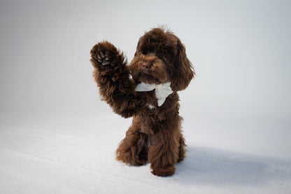 Sailor Bow - White Tweed