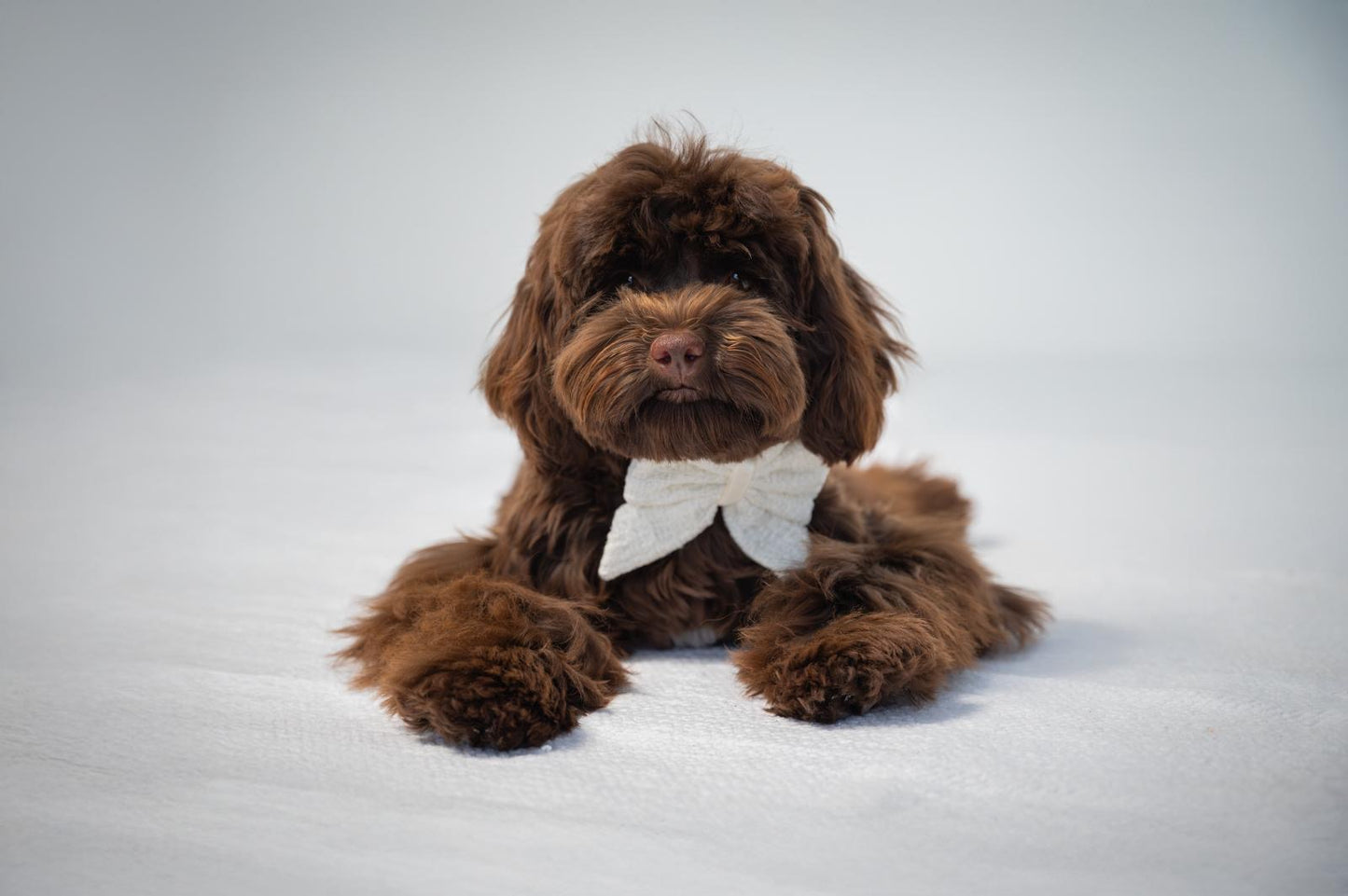 Sailor Bow - White Tweed