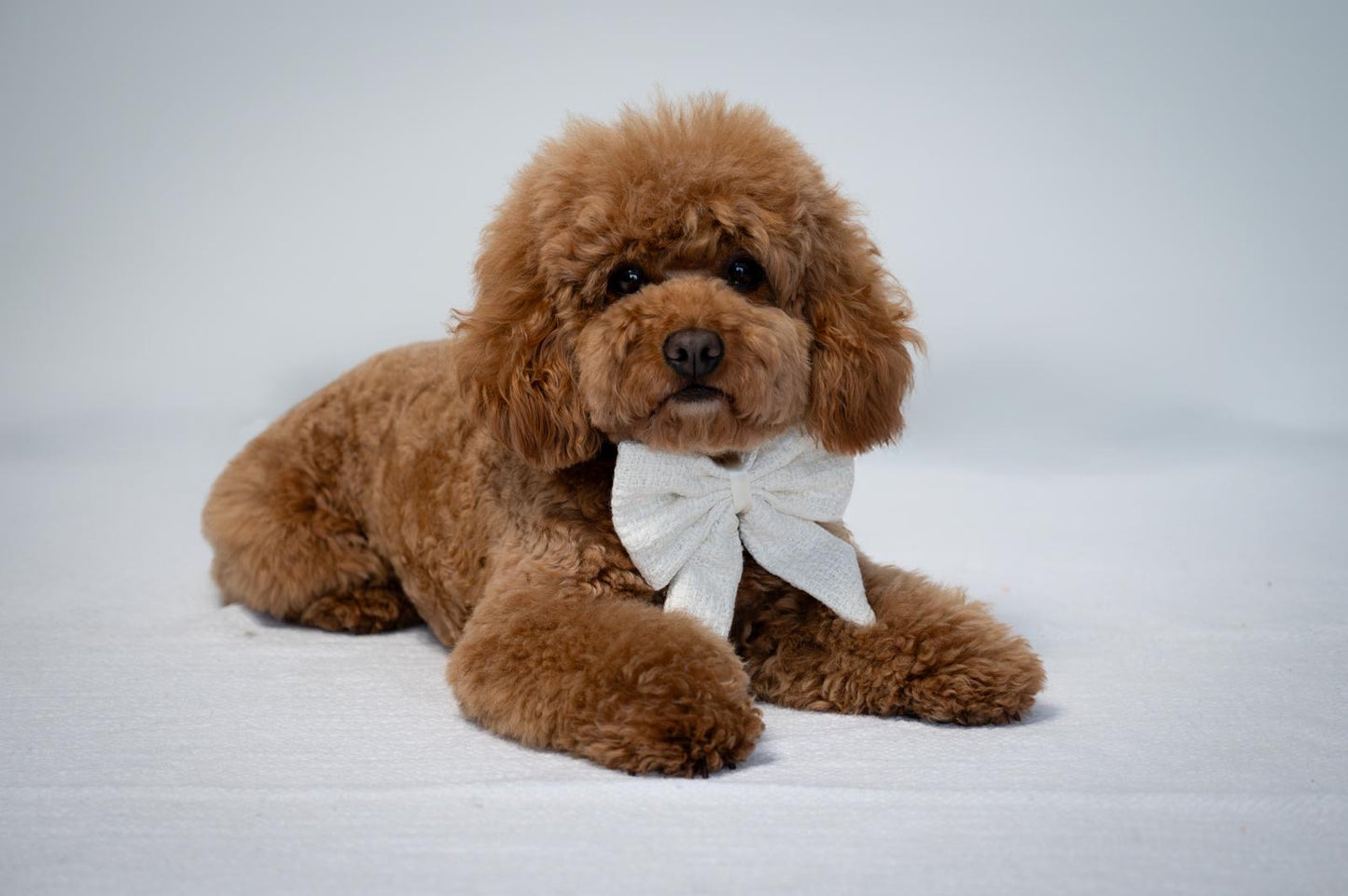 Sailor Bow - White Tweed