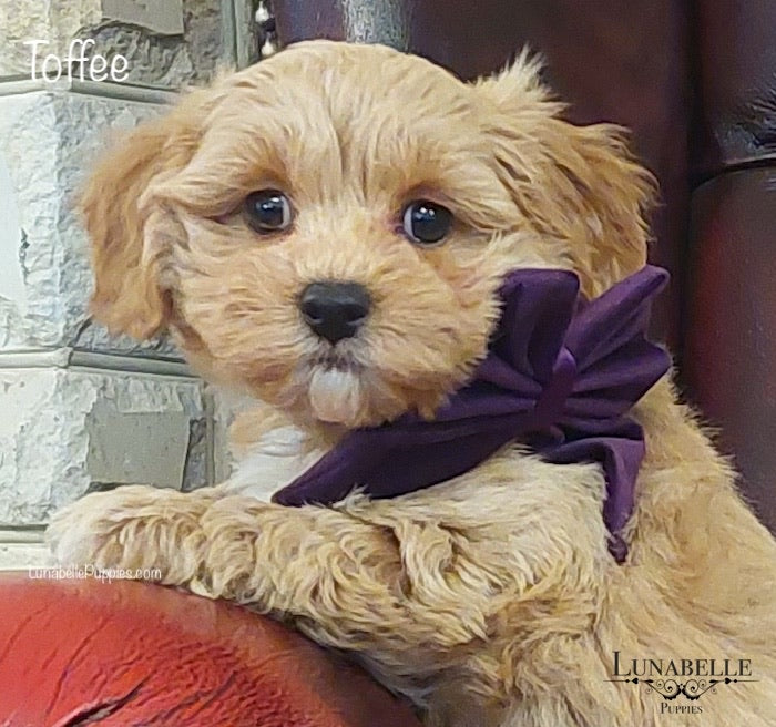 Bow - Plush Purple Velvet