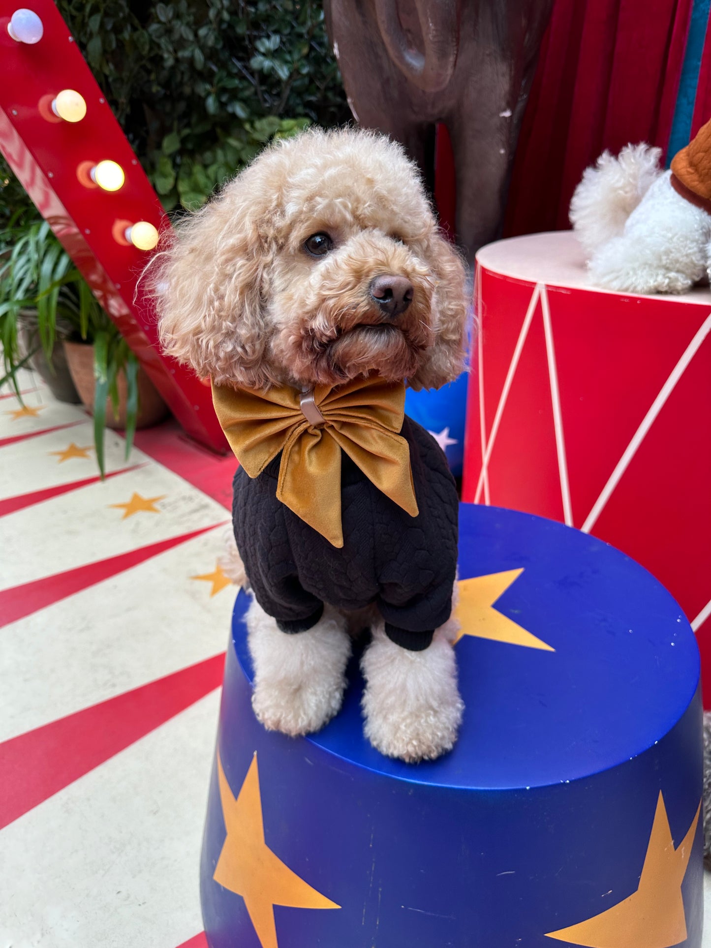 Bow - Plush Gold Velvet