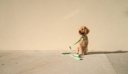 Leash - Matcha