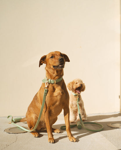 Full Walk Set (Matcha)