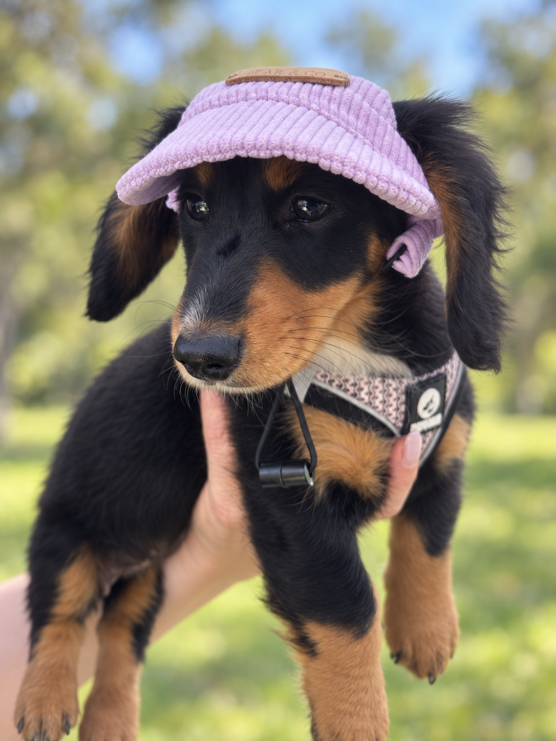 Corduroy Dog Cap – Purple