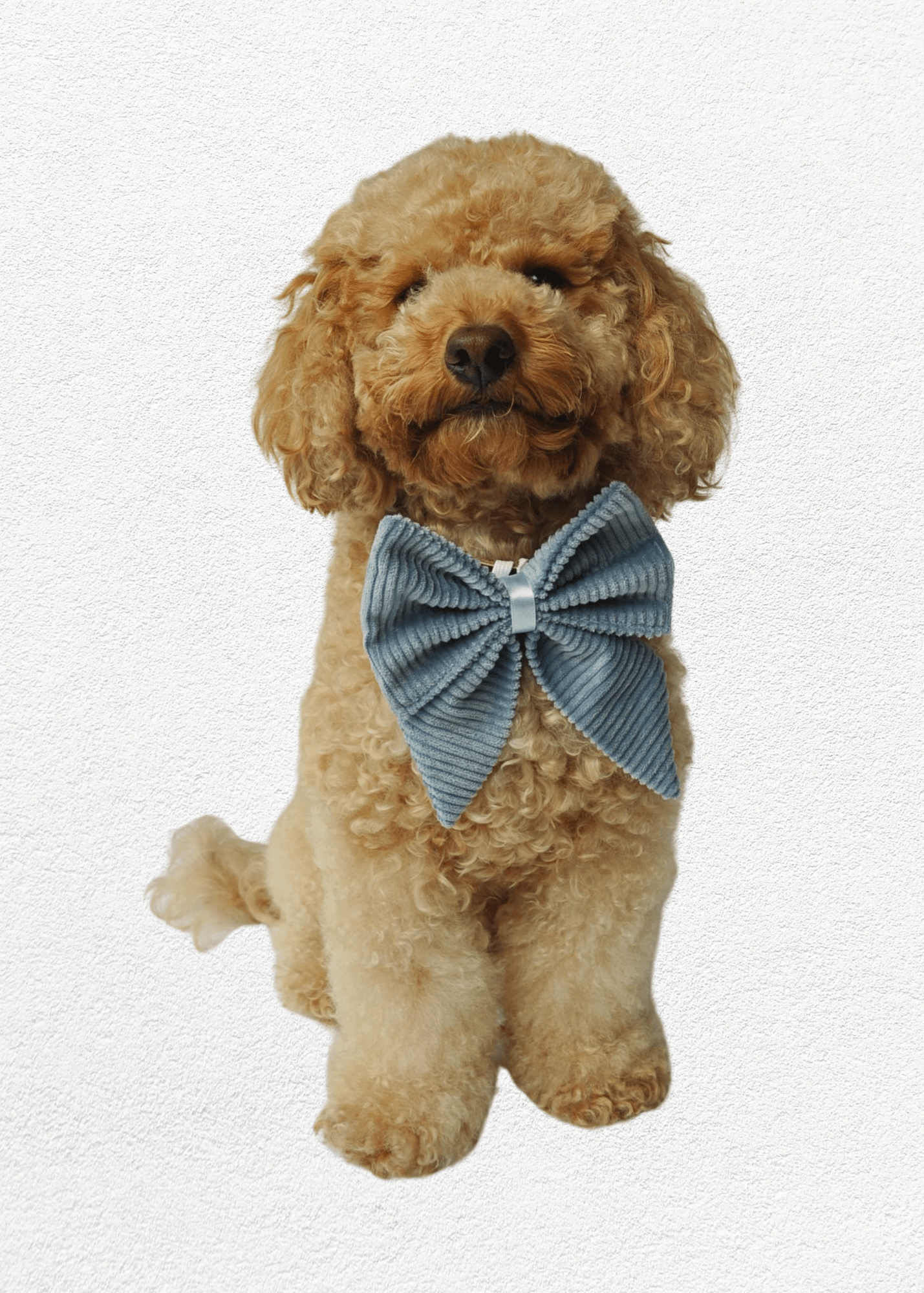 Bluebell Bow Tie - Bear & CoBluebell Bow Tiepet accessoriesBear & CoBear & Co