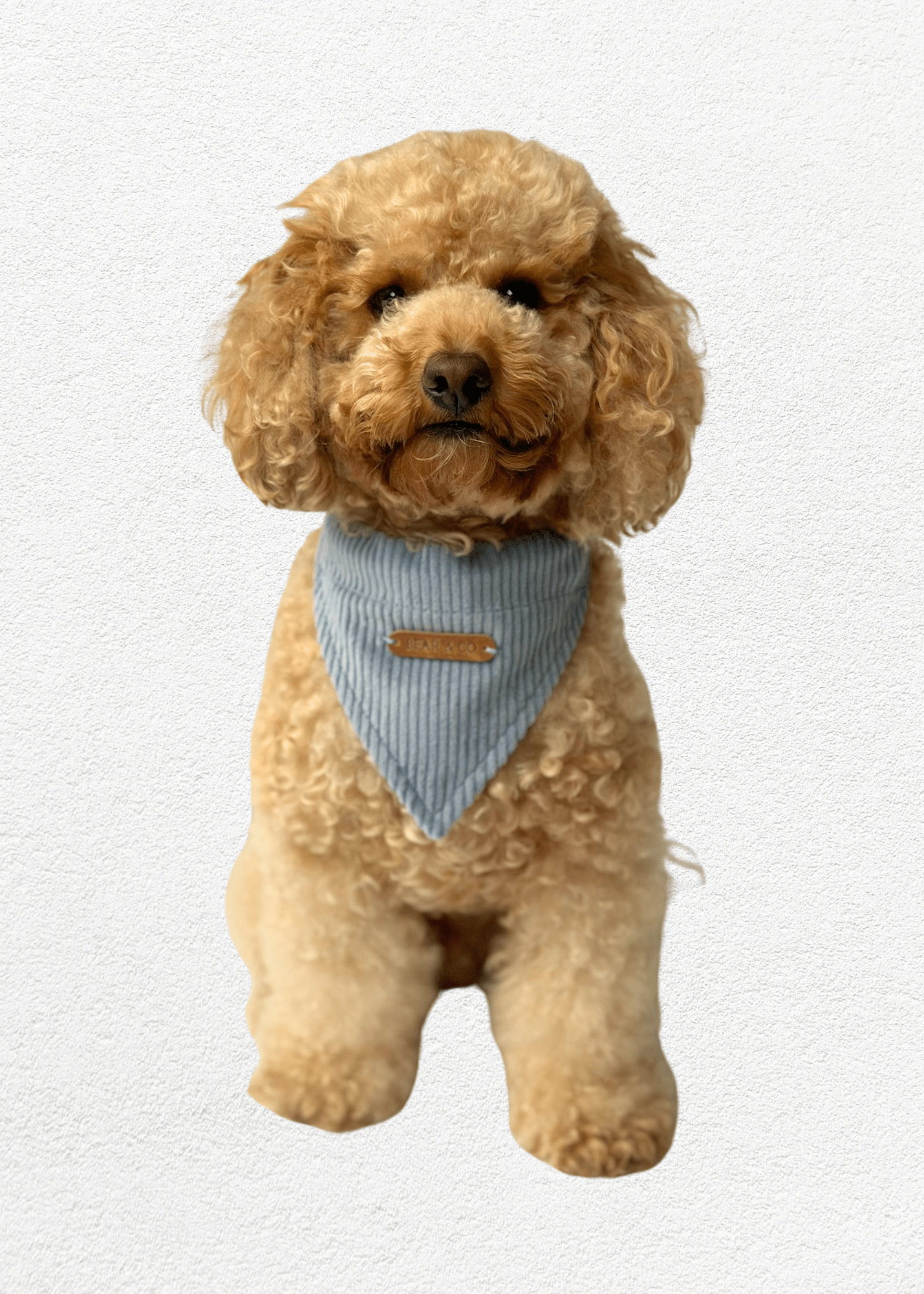 Bluebell Pet Bandana - Bear & CoBluebell Pet Bandanapet accessoriesBear & CoBear & Co