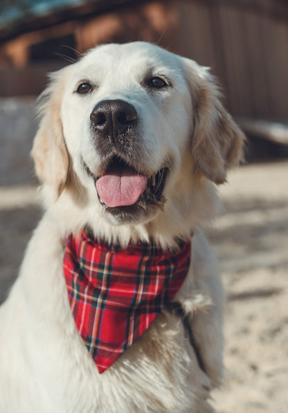 Bandana & Bow - Tartan