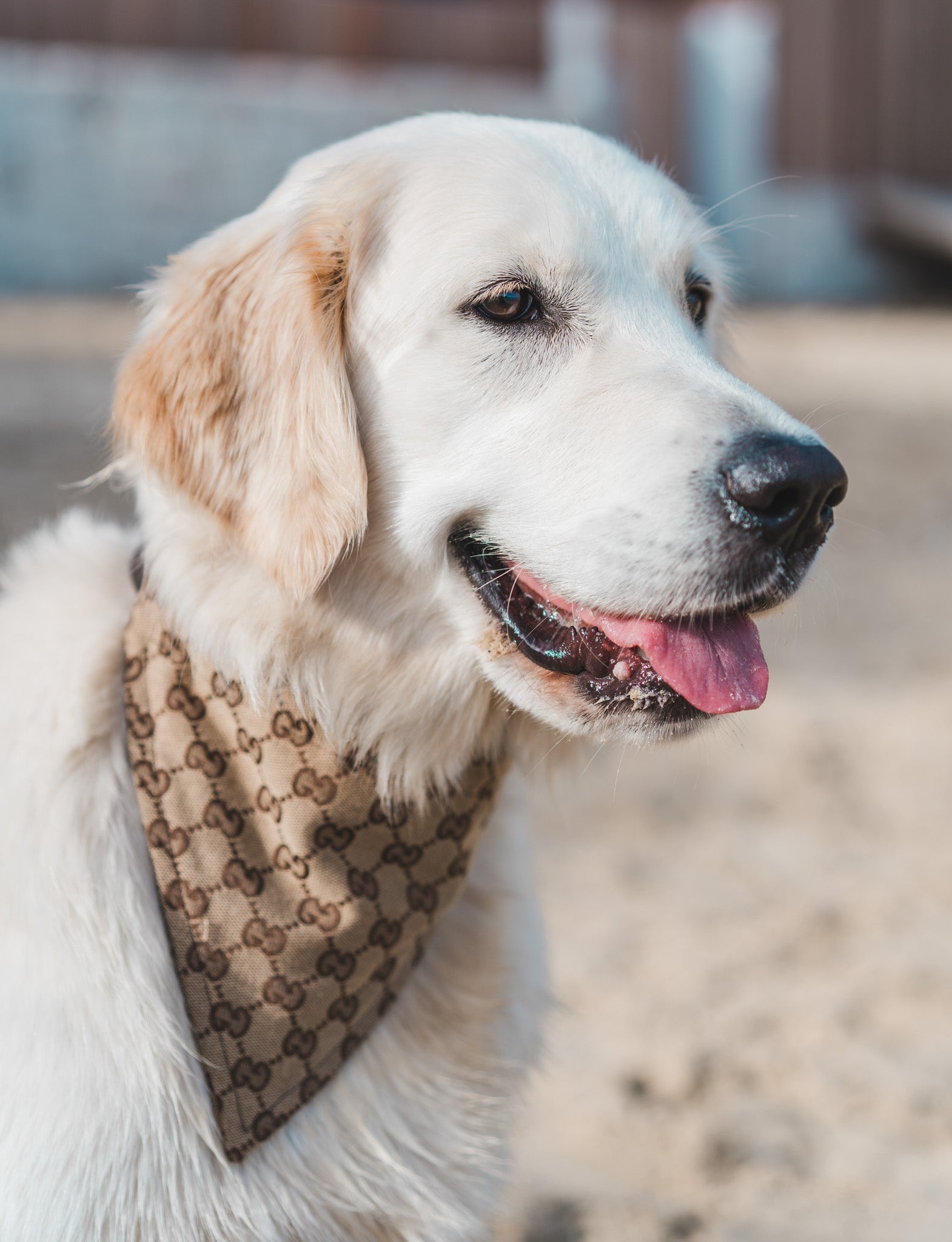 Luxury Pet Bandana - Bear & CoLuxury Pet BandanaBear & CoBear & Co