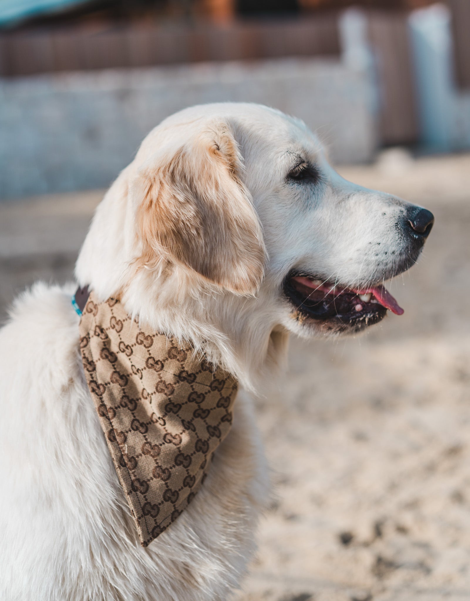 Luxury Pet Bandana - Bear & CoLuxury Pet BandanaBear & CoBear & Co
