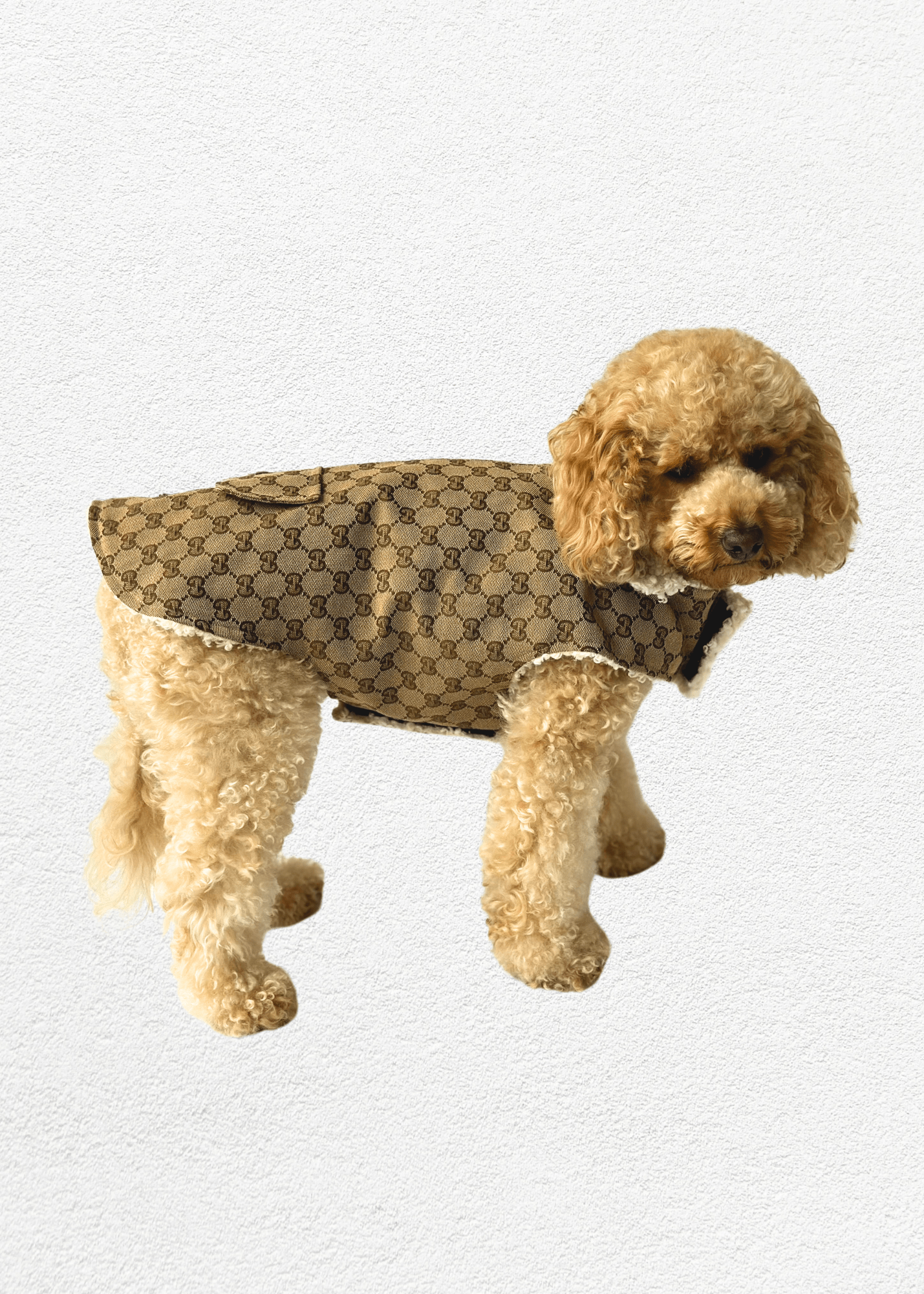 Luxury Pet Jacket - Bear & CoLuxury Pet Jacketpet accessoriesBear & CoBear & Co