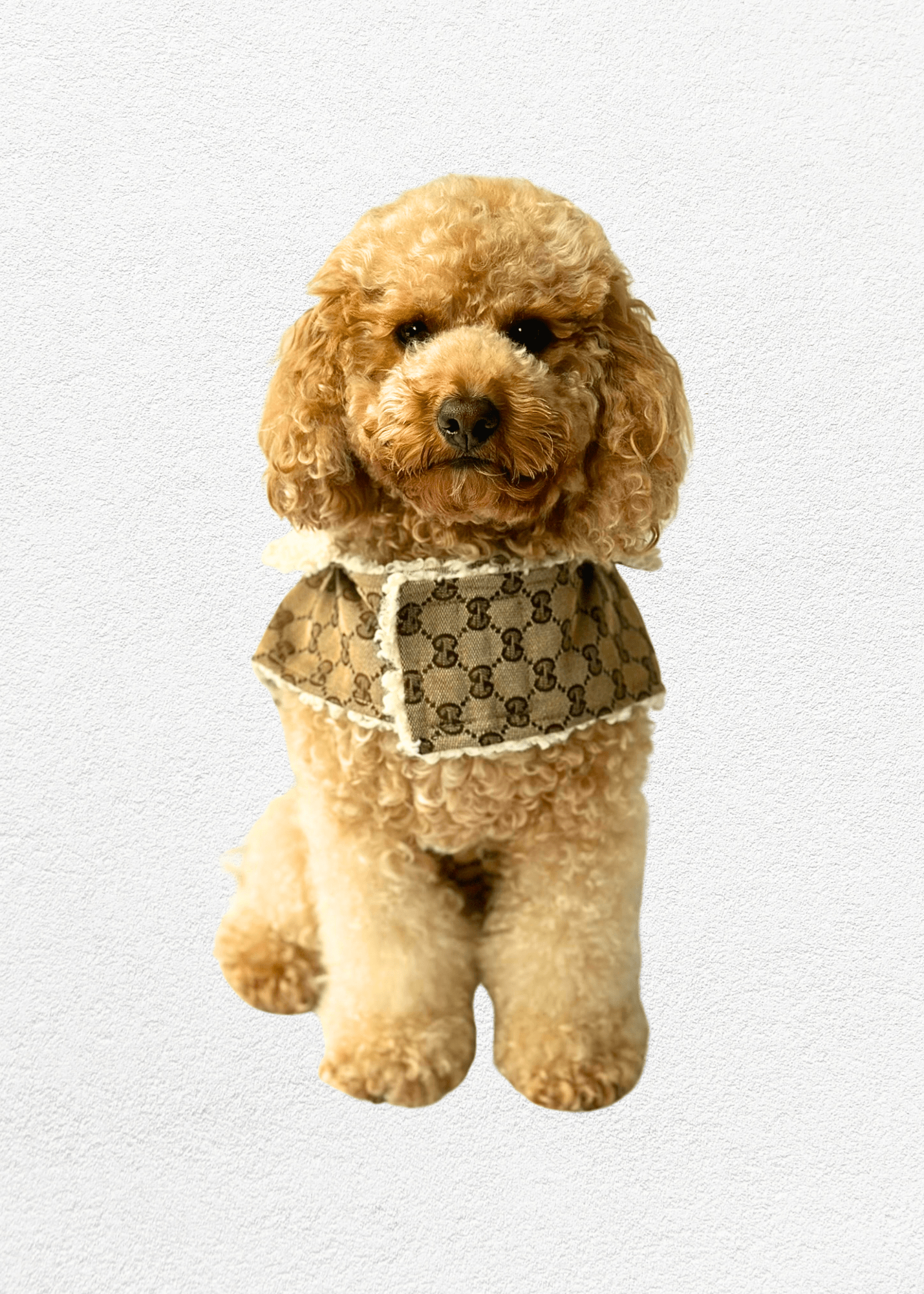Luxury Pet Jacket - Bear & CoLuxury Pet Jacketpet accessoriesBear & CoBear & Co