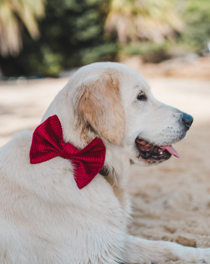 Red Bow Tie - Bear & CoRed Bow TieBear & CoBear & Co