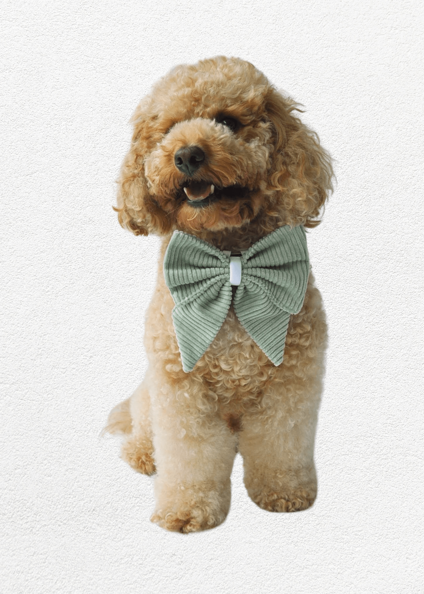 Sage Full Set - Bear & CoSage Full Setpet accessoriesBear & CoBear & Co