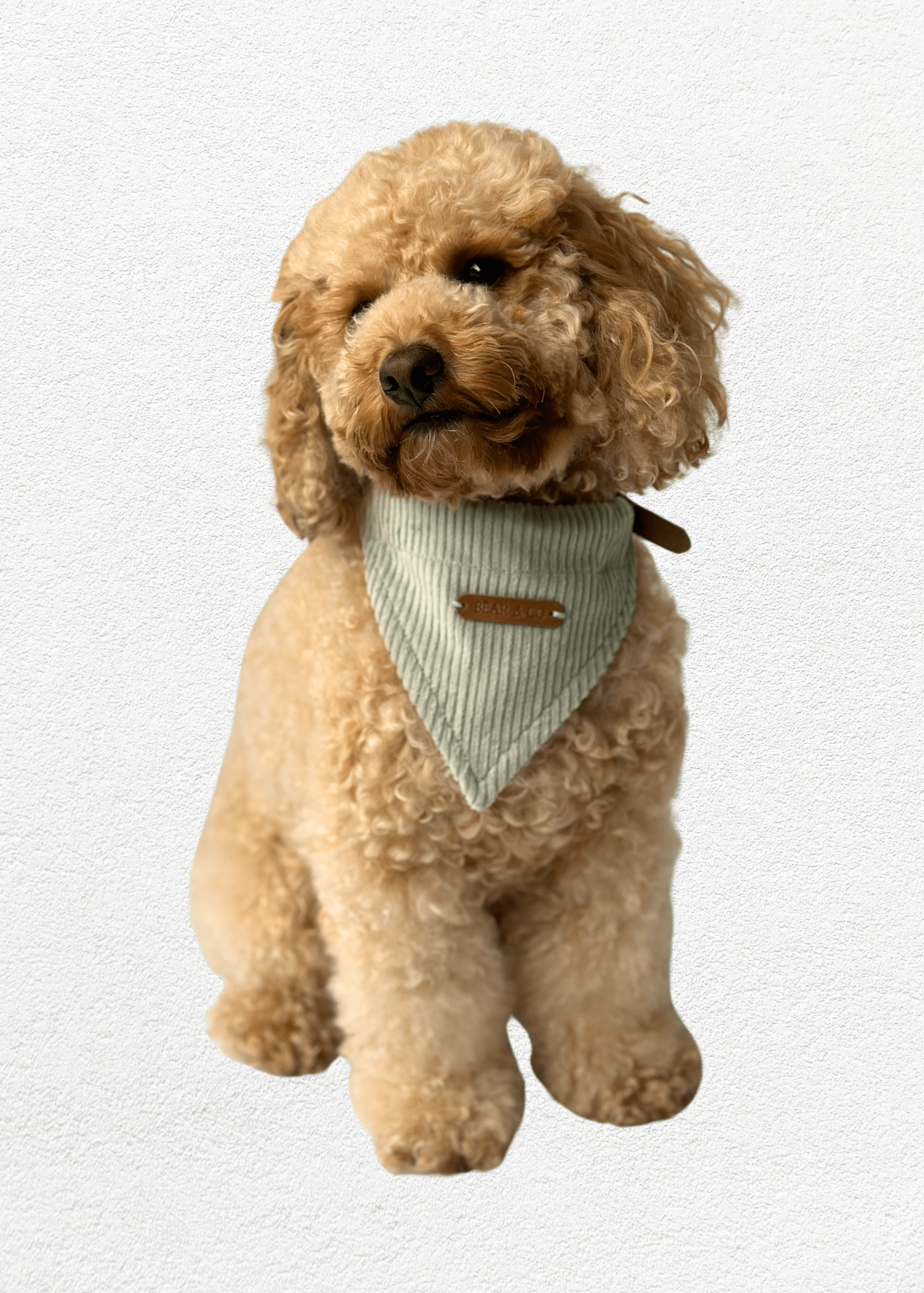 Sage Full Set - Bear & CoSage Full Setpet accessoriesBear & CoBear & Co