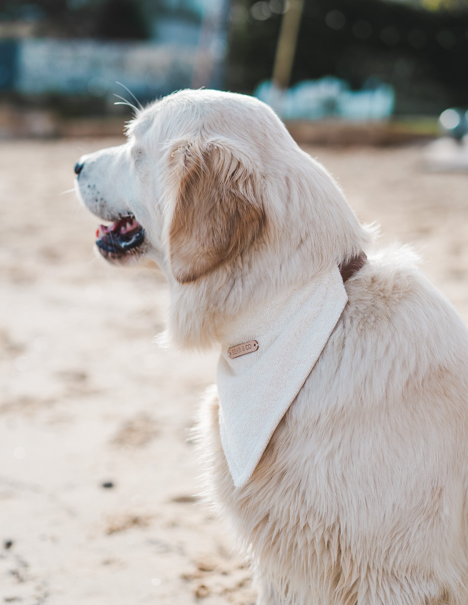 Summer Bandana - Bear & CoSummer Bandanapet accessoriesBear & CoBear & Co