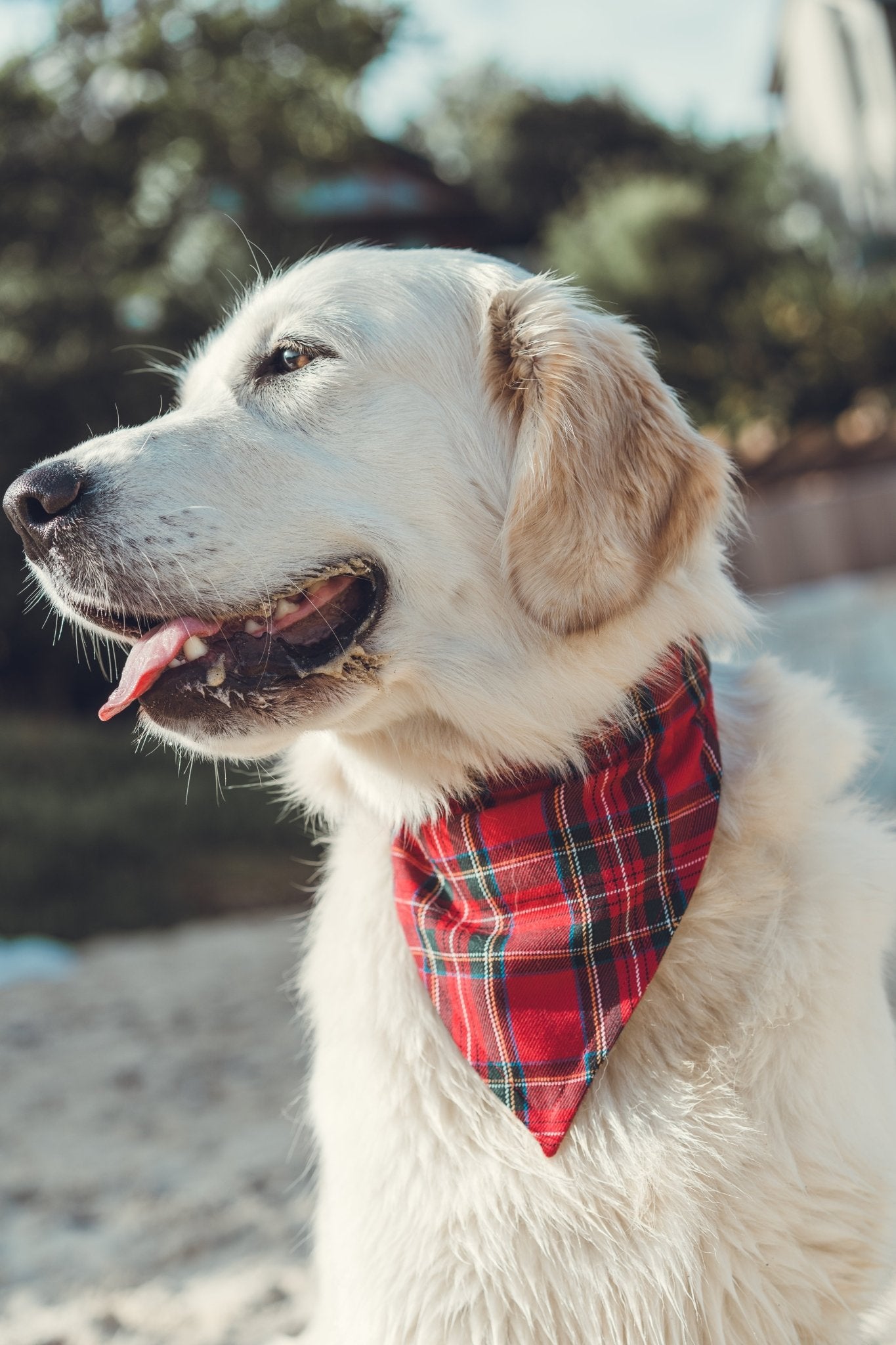 Tartan Bandana - Bear & CoTartan BandanaBear & CoBear & Co