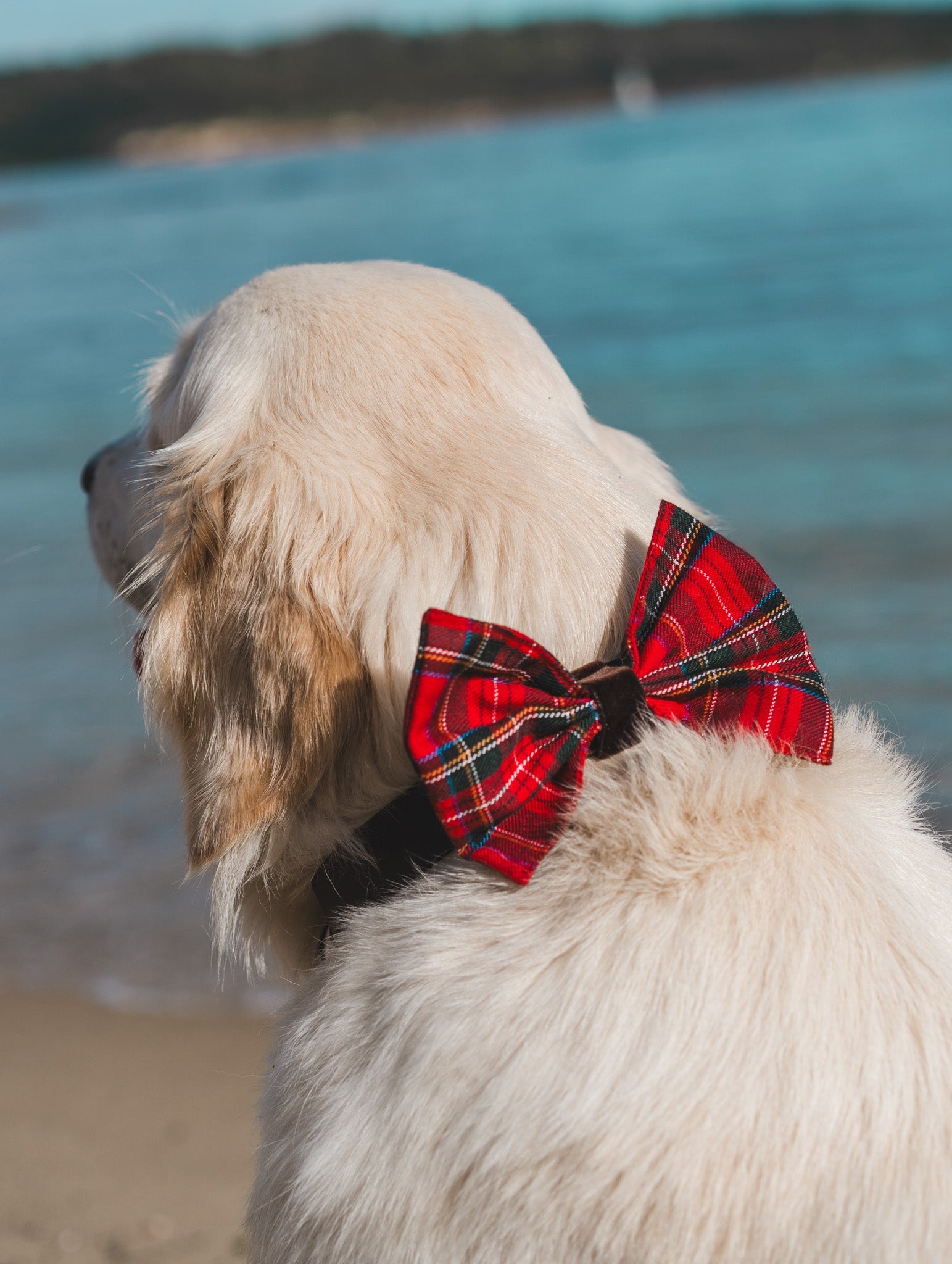 Tartan Bow Tie - Bear & CoTartan Bow TieBear & CoBear & Co