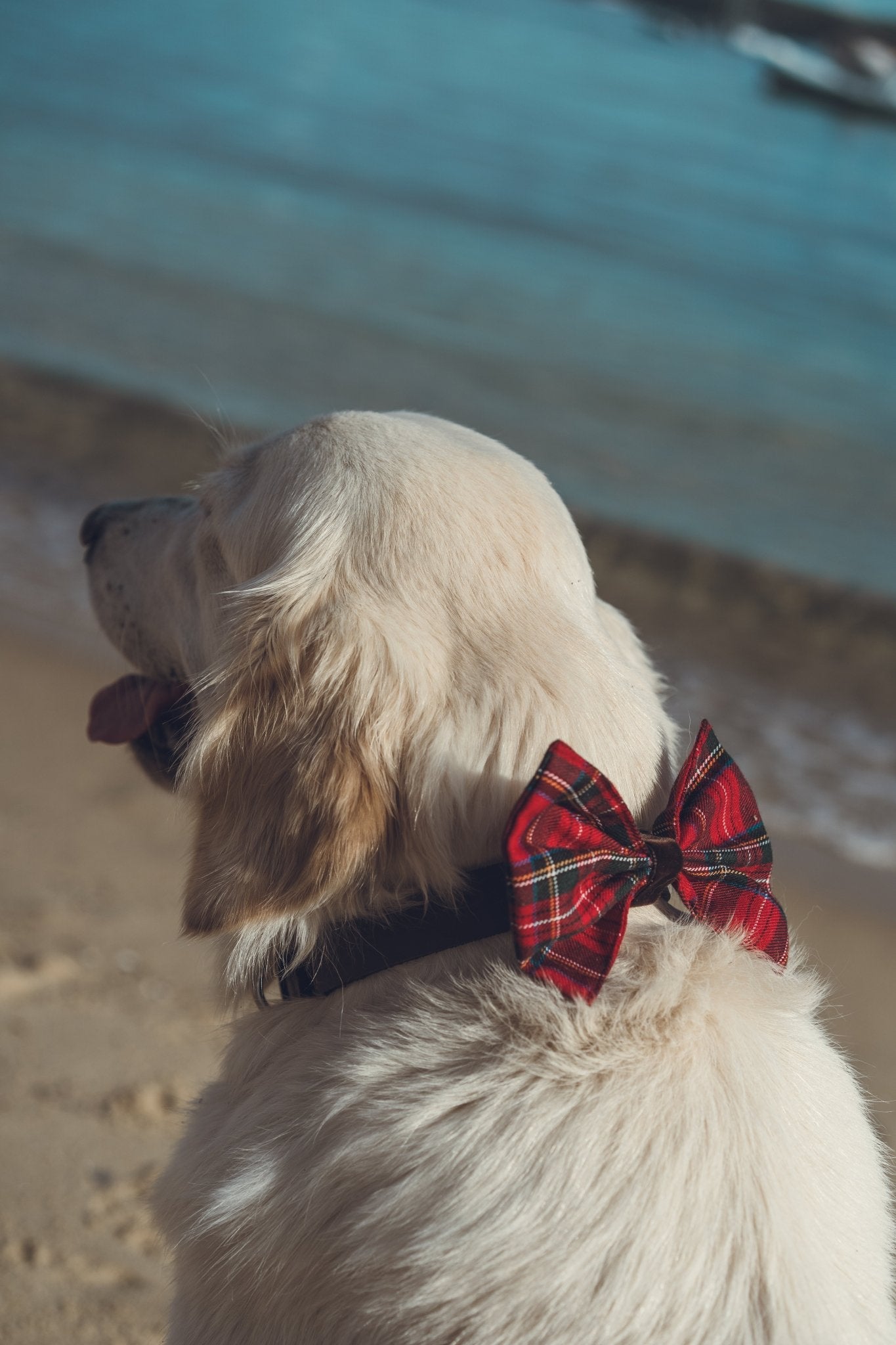 Tartan Bow Tie - Bear & CoTartan Bow TieBear & CoBear & Co
